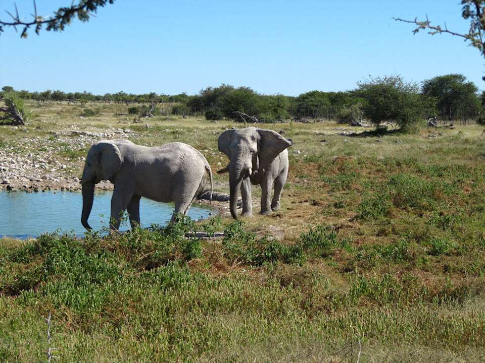 Wasserbungalow Okaukuejo Camp