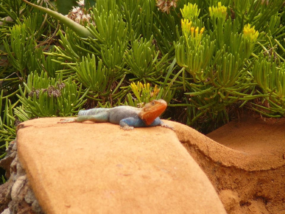 Bewohner der Anlage Hotel Amboseli Sopa Lodge