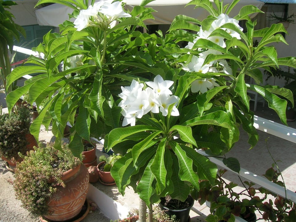 Plumeria Pudica Hotel Kathrin Beach