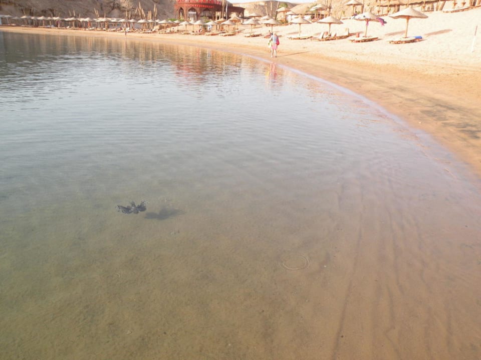 Feuerfisch Siva Golden Bay Makadi