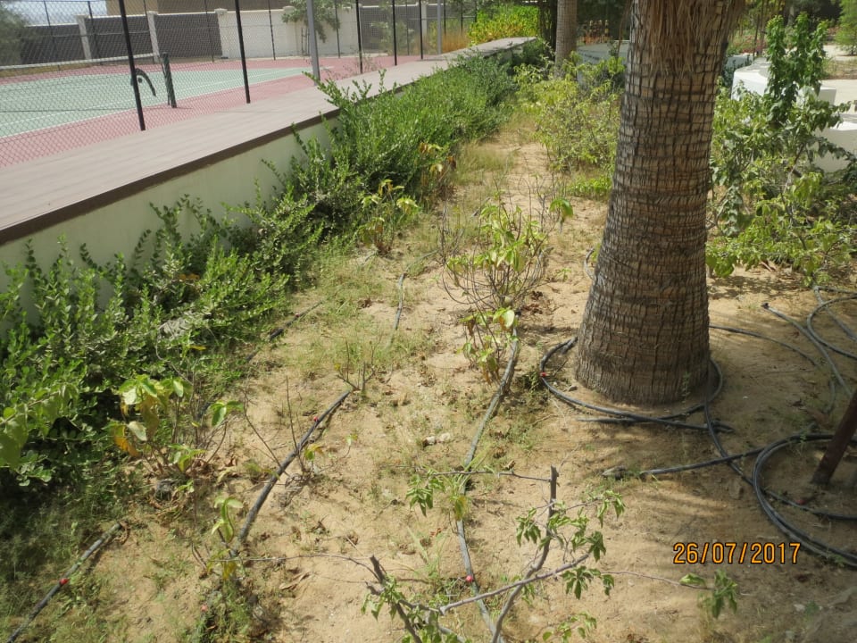 Sonstiges Waldorf Astoria Dubai Palm Jumeirah