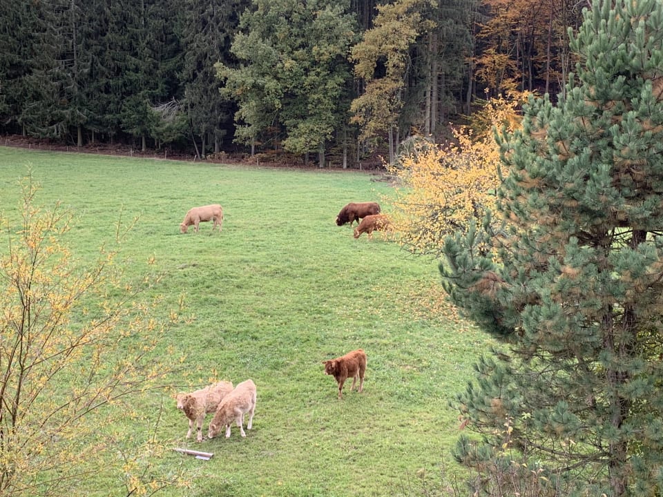 Ausblick Natur & Wander Hotel Gassbachtal