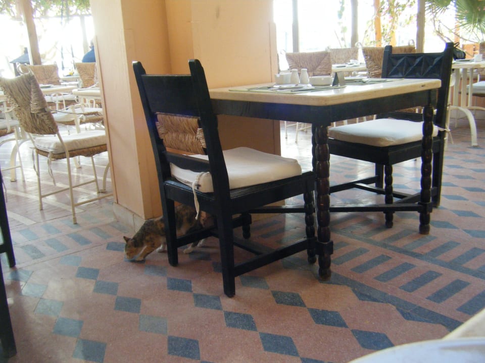 Katze in Restaurant Sultan Bey Hotel, El Gouna
