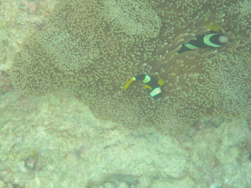 Anemonenfisch Adaaran Select Hudhuran Fushi - Premium All Inclusive