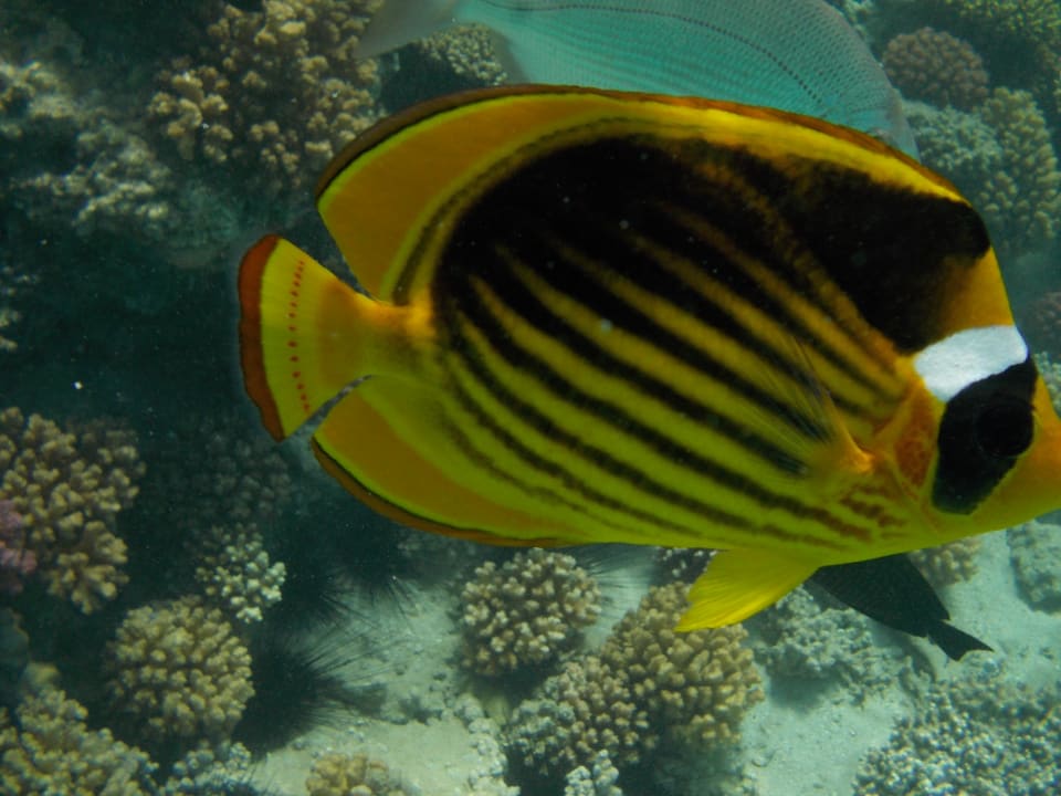 Sport & Freizeit Jaz Makadi Saraya Resort