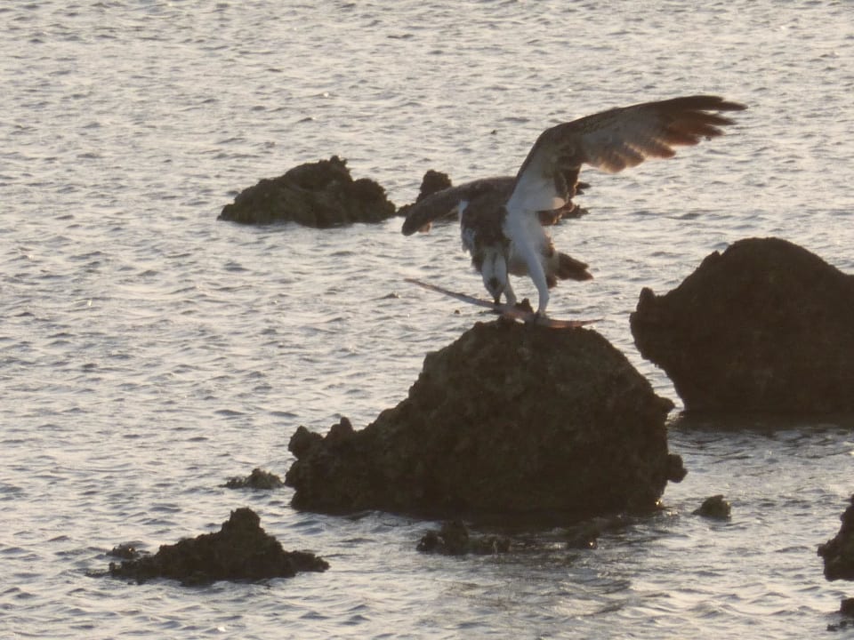 Seeadler beim Frühstück Coral Sun Beach