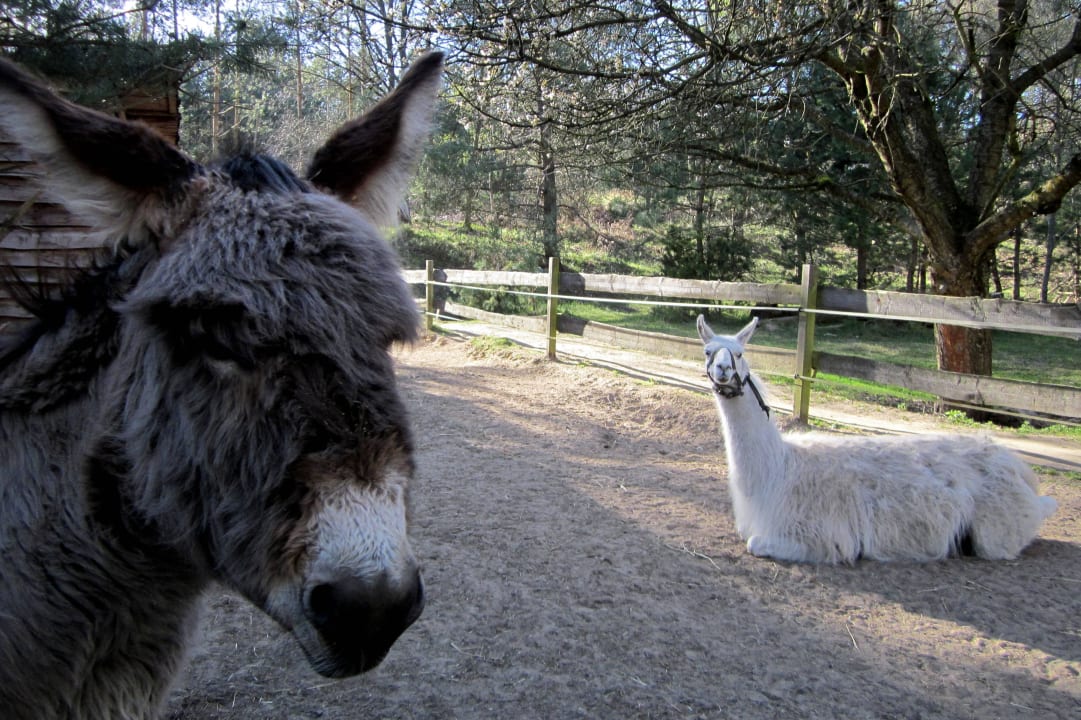 Esel und Lama Familotel Borchard's Rookhus am See