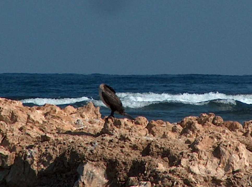 Strandspaziergang Utopia Beach Club