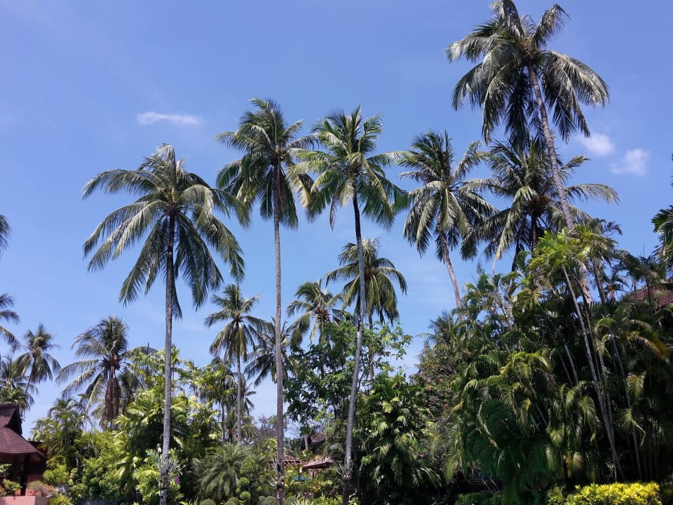 Riesige Palmen Courtyard by Marriott Phuket, Patong Beach Resort