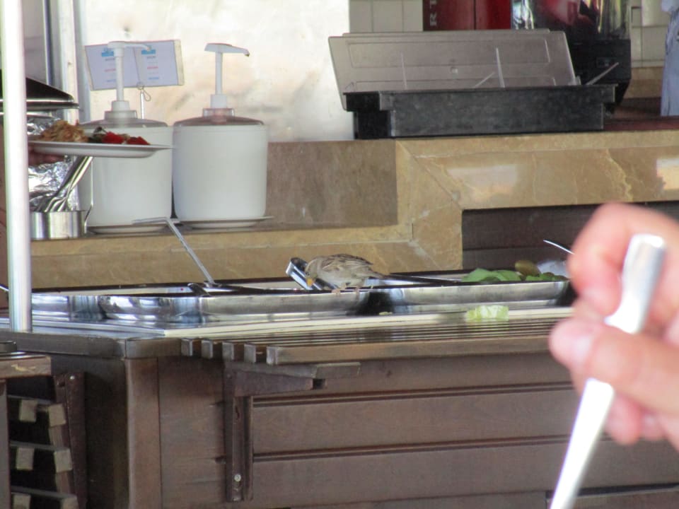 Spatz im Salat Sunis Evren Beach Resort Hotel & Spa