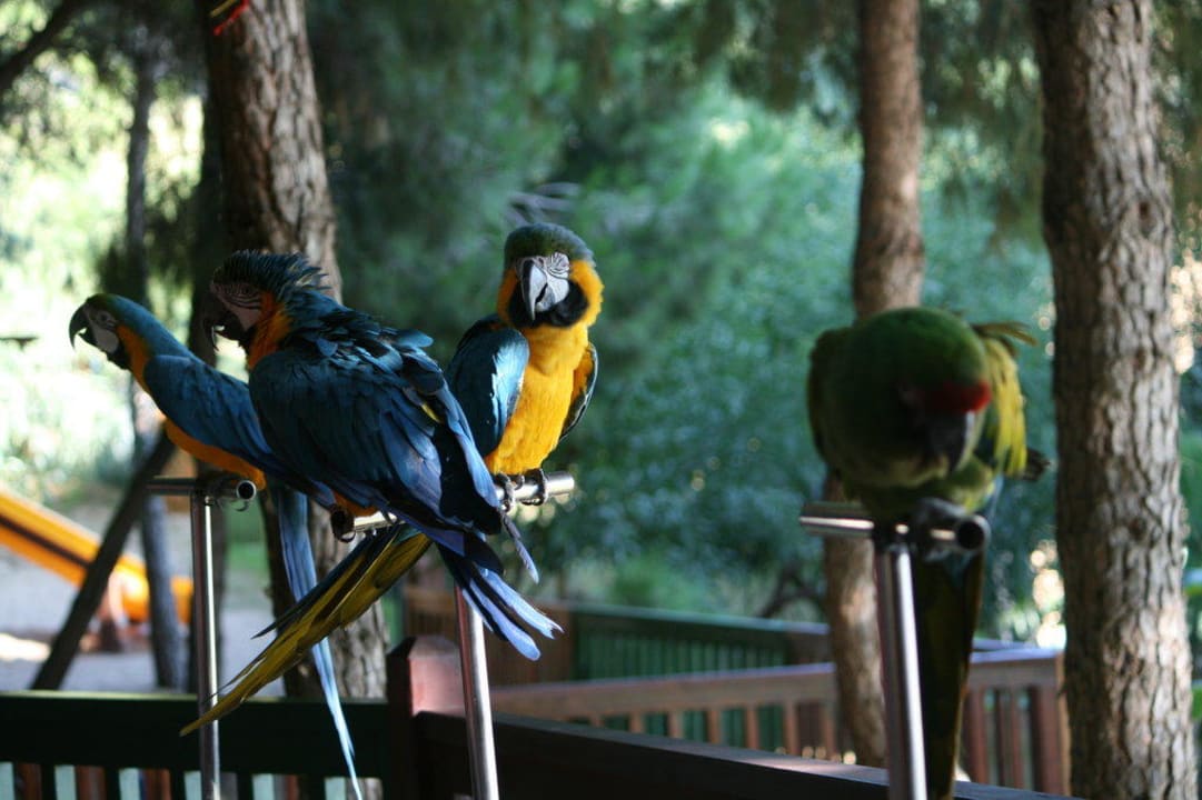 Papageienschow Voyage Belek Golf & Spa