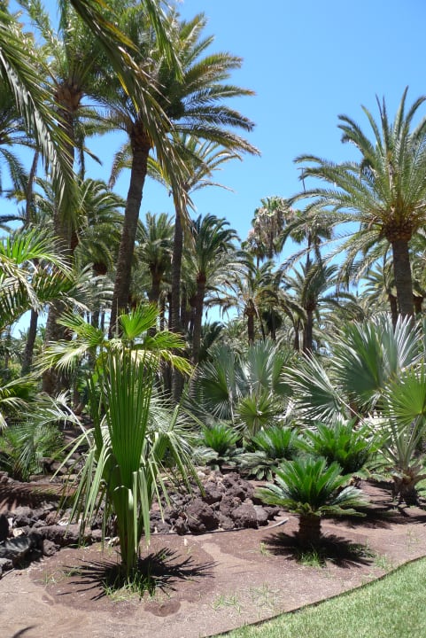 Außenansicht Hotel Riu Palace Oasis