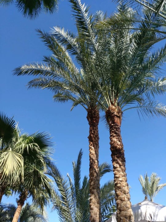 Gartenanlage Bella Vista Resort Hurghada