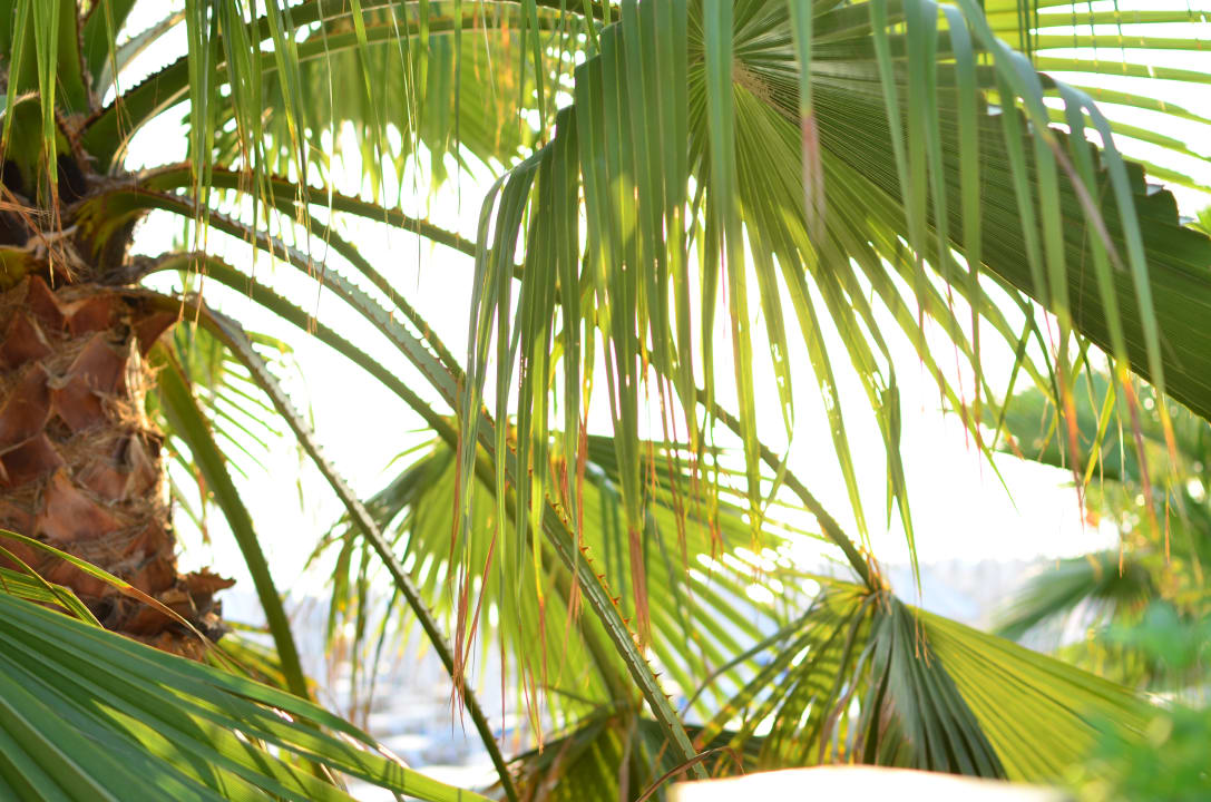 Restaurant Acanthus Cennet Barut Collection