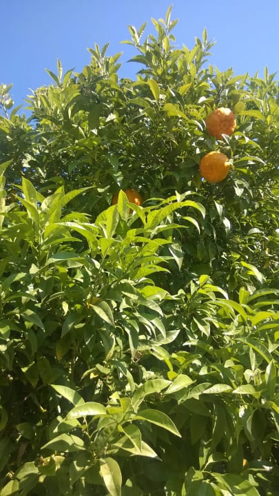 Orange tree Hotel Portes Beach