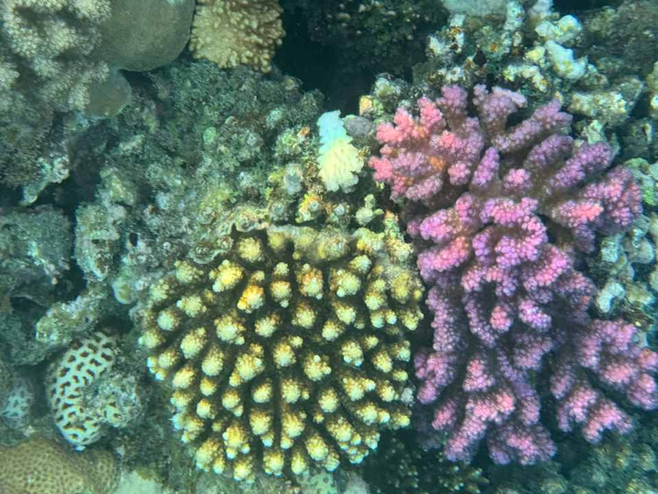 Strand Sentido Reef Oasis Suakin