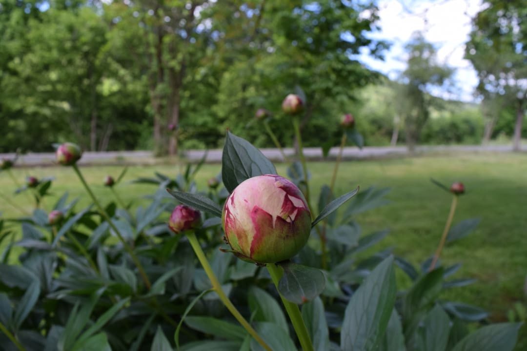 Gartenanlage Landhotel Weisses Ross garni