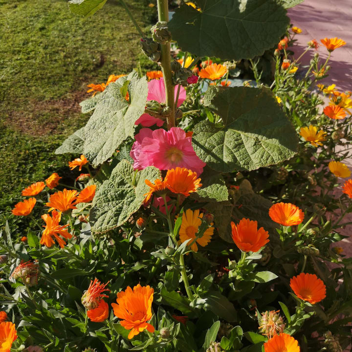 Gartenanlage Jasmine Palace Resort & Spa