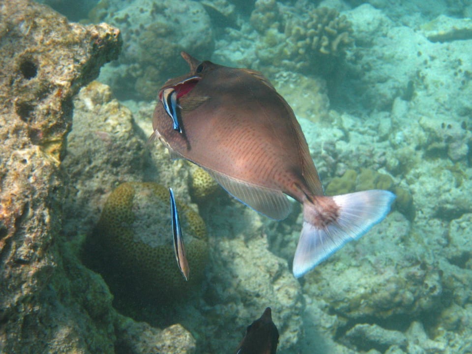 Unterwasserwelt am Hausriff NH Collection Maldives Reethi Resort