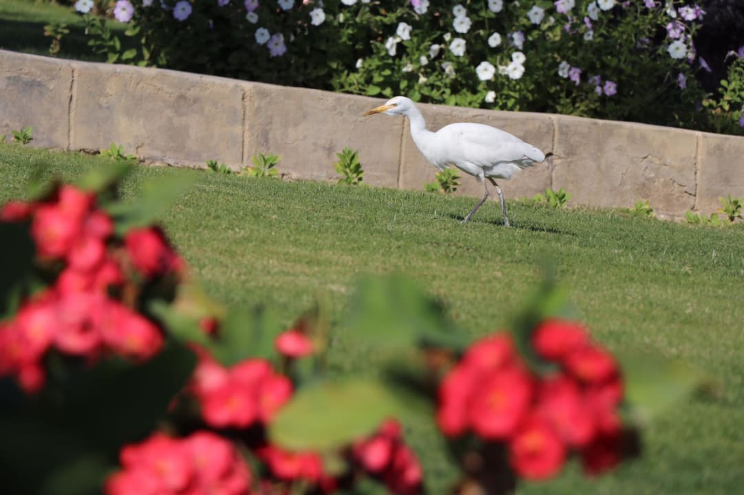 Sonstiges Steigenberger Coraya Beach - Adults only