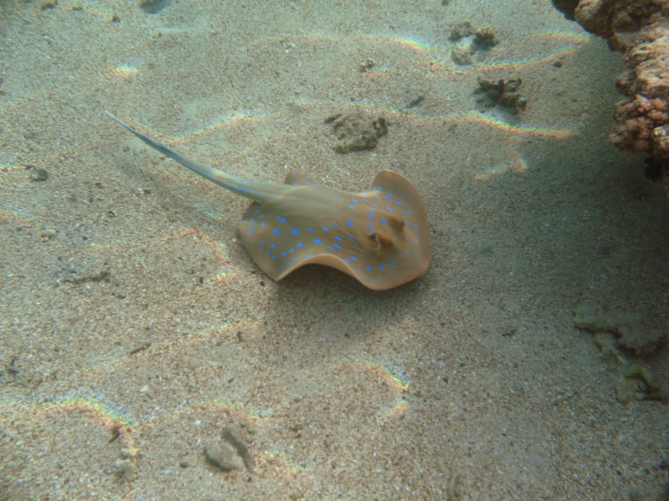 Blaupunktrochen Brayka Bay Resort