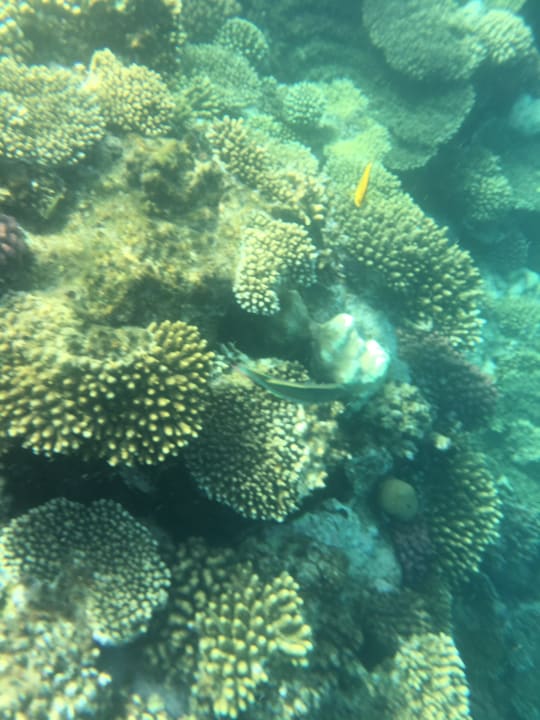 Strand Pickalbatros Citadel Resort