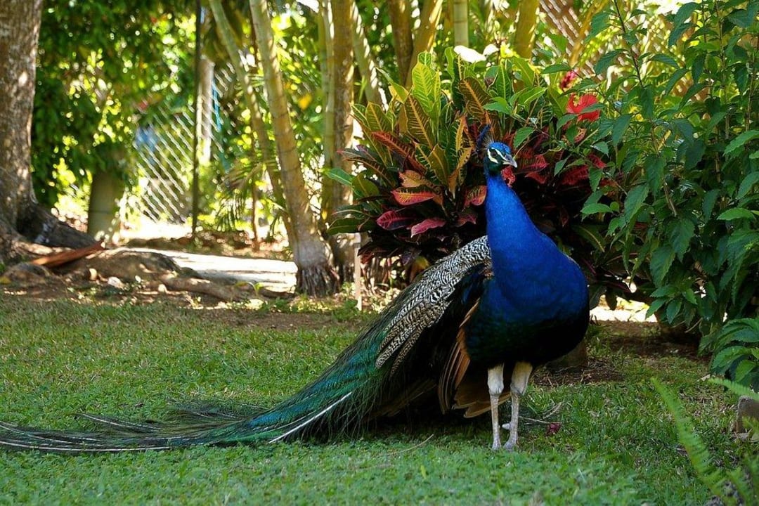 Inventar Hotel Grand Pineapple Beach Negril