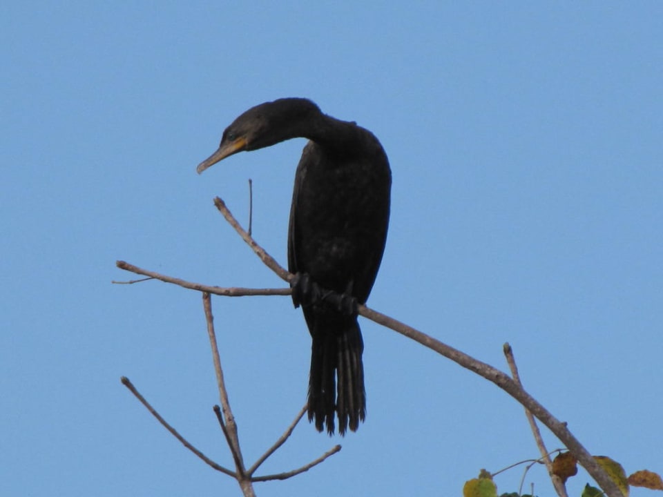 Einer der vielen tierischen Mitbewohner Catalonia Royal Tulum Beach & Spa Resort - Adults only