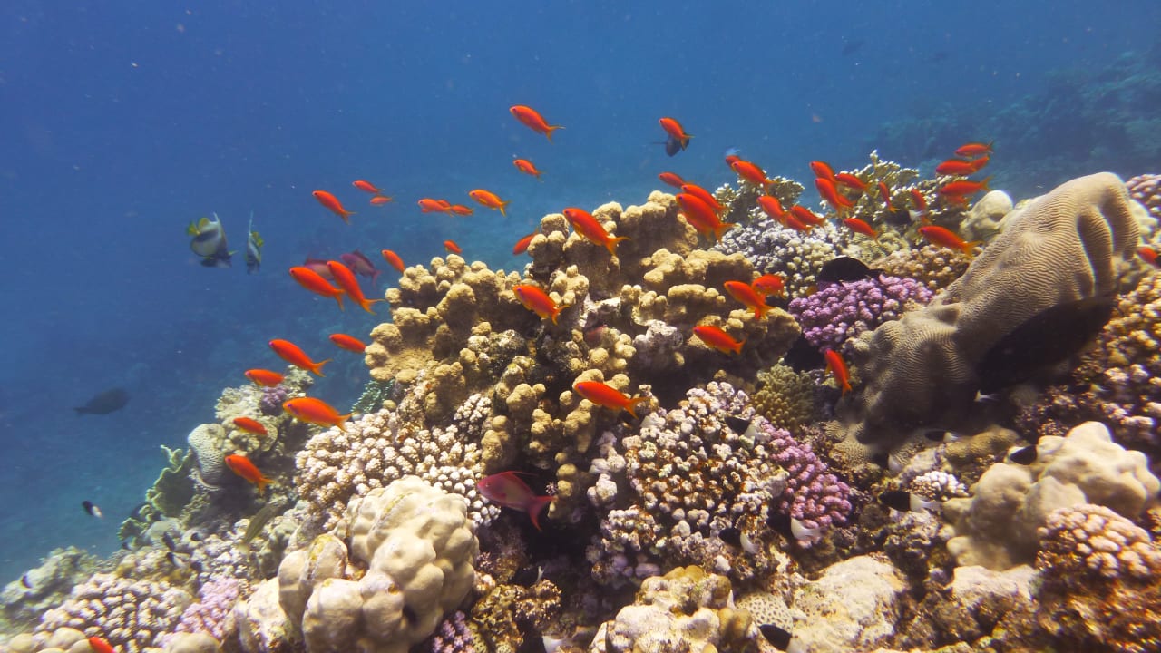 Sport & Freizeit Three Corners Sea Beach Resort