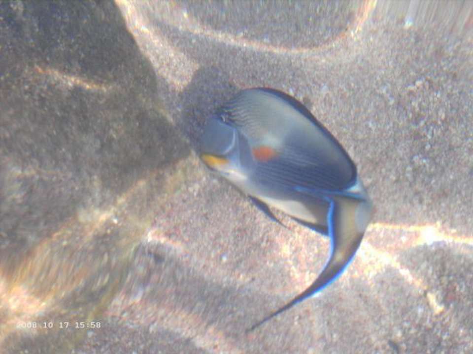 Vom Strand aus fotogrfiert Ghazala Beach