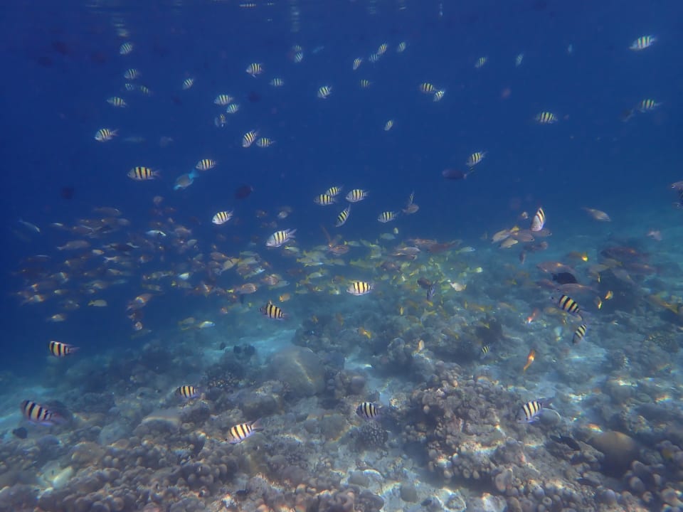 Strand NH Collection Maldives Reethi Resort