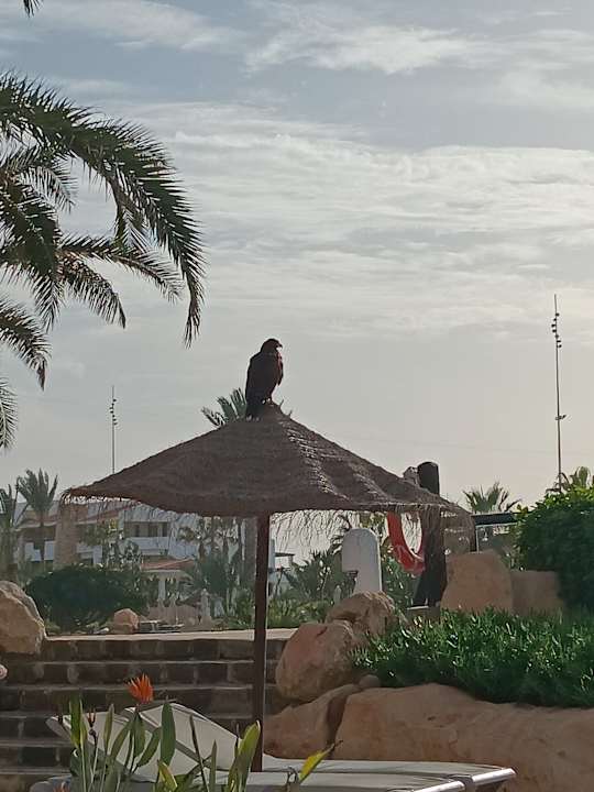 Gartenanlage Hotel Riu Tikida Dunas