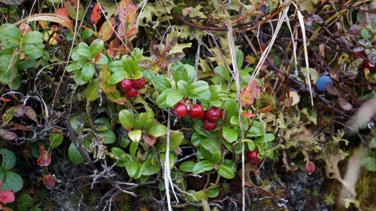 Umgebung Alpin-Ferienwohnungen Hochzillertal