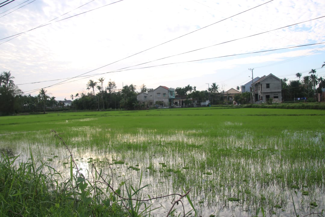 Außenansicht Hoi An Lemongrass Homestay