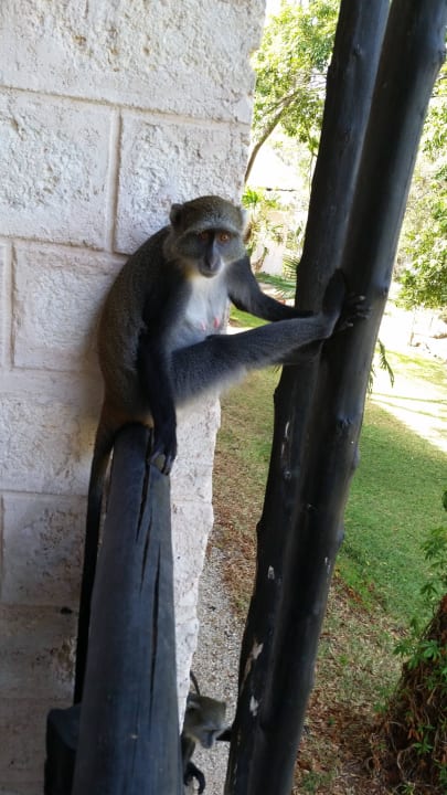 Hotel Baobab Beach Resort Baobab Beach Resort & Spa