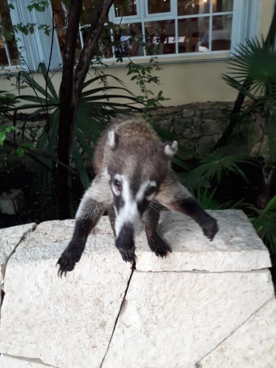 Sonstiges Catalonia Royal Tulum Beach & Spa Resort - Adults only