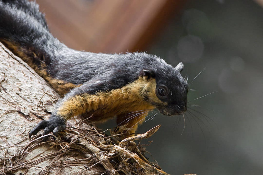 Hotel Berjaya Langkawi Beach & Spa Resort Berjaya Langkawi Resort