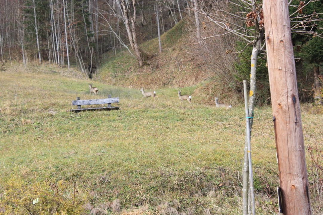 Rehe am Wiesenlehen Ferienwohnungen Wiesenlehen