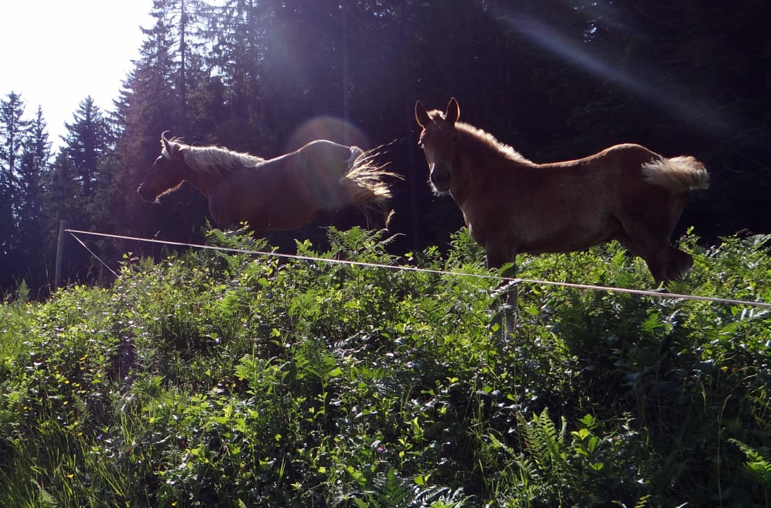 Die Pferde Bio - & Kinderbauernhof Fritzer