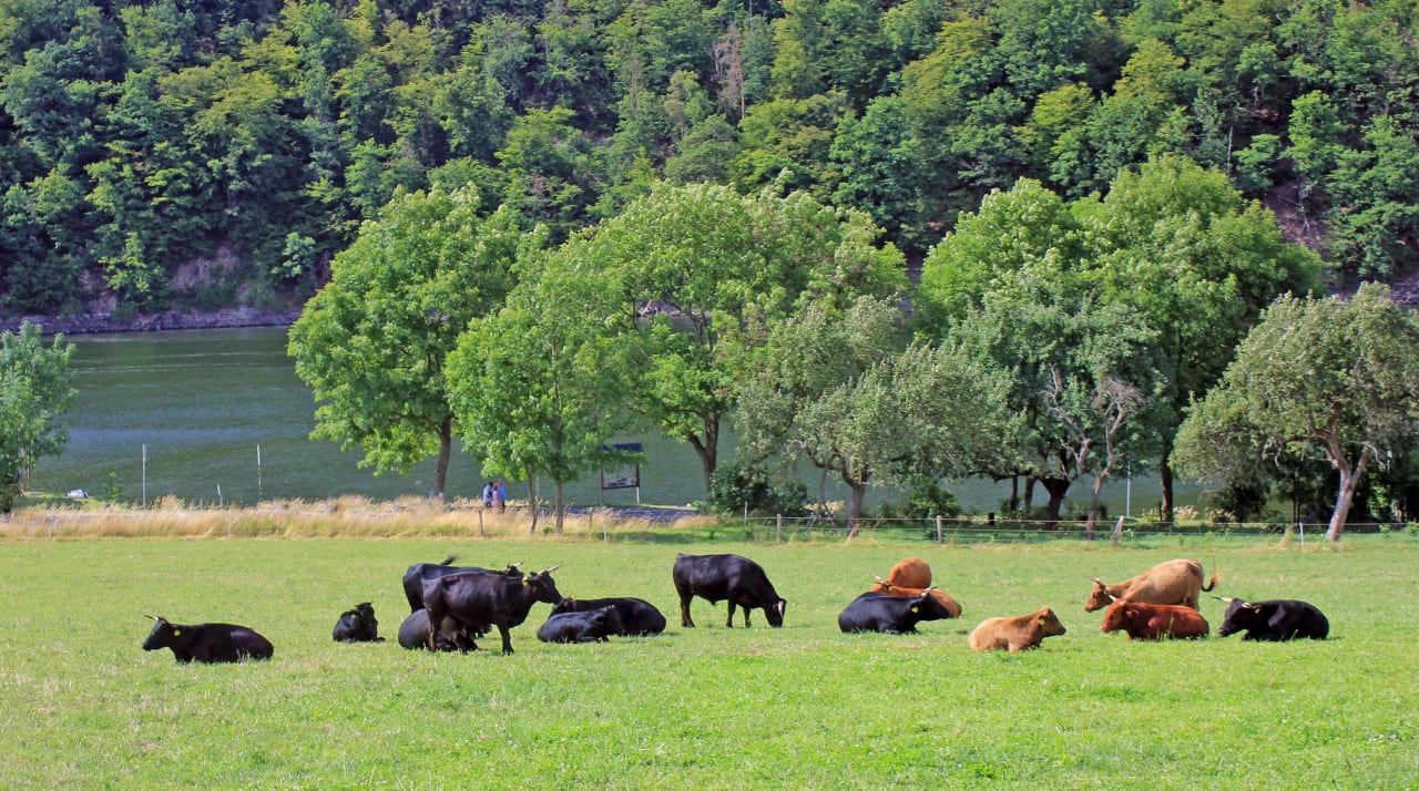Ausblick WiesenBett Hohenwarter Seehof Collection