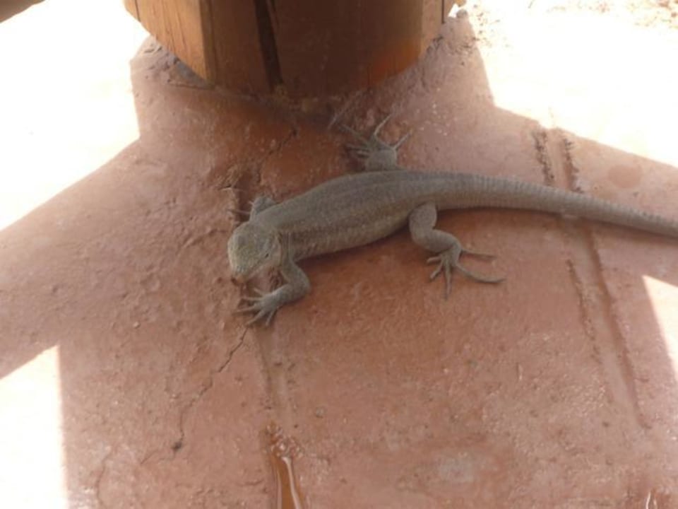 Echse Hotel Riu Palace Maspalomas Adults Only