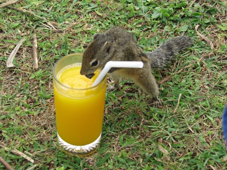 Wenn man mal nicht aufpasst... Mermaid Hotel & Club