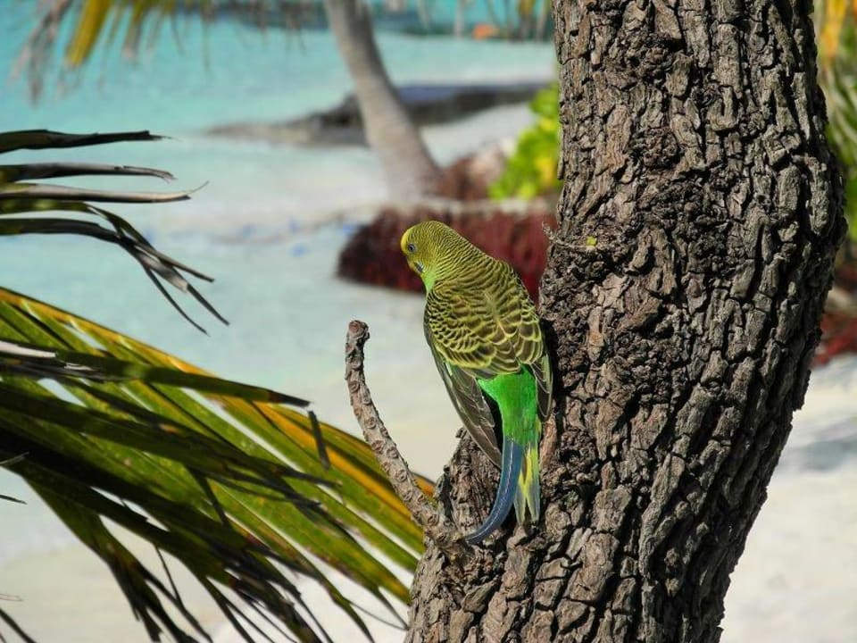 Vögel auf der Insel Thulhagiri Island Resort