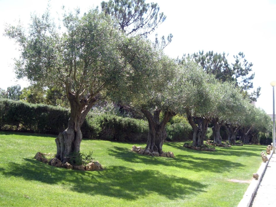 Im Garten PortoBay Falésia