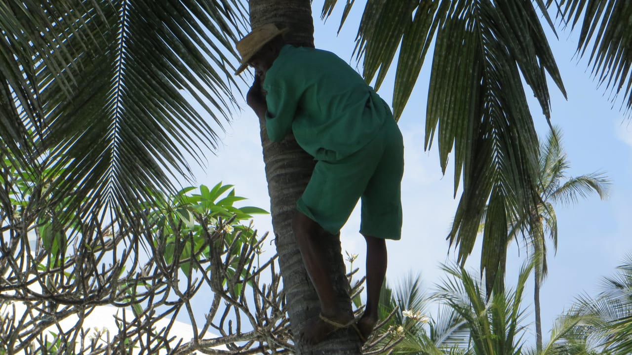 Ein Gärtner erntet Kokosnüsse Hotel Southern Palms Beach Resort