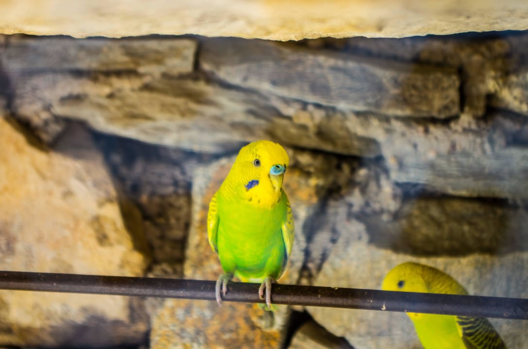 Lustige Vögel. Hotel Geranion Village