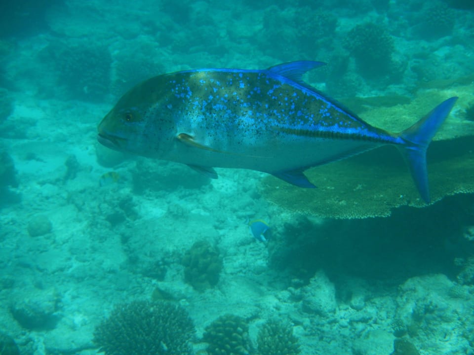 Schnorcheln Kuramathi Maldives