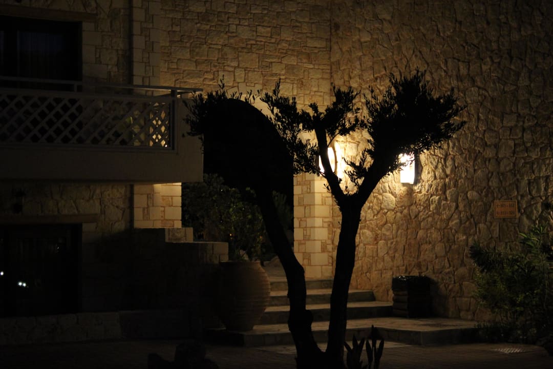 Am Abend Cactus Royal