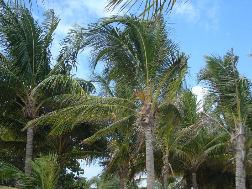 Hotel Catalonia Playa Maroma Catalonia Playa Maroma