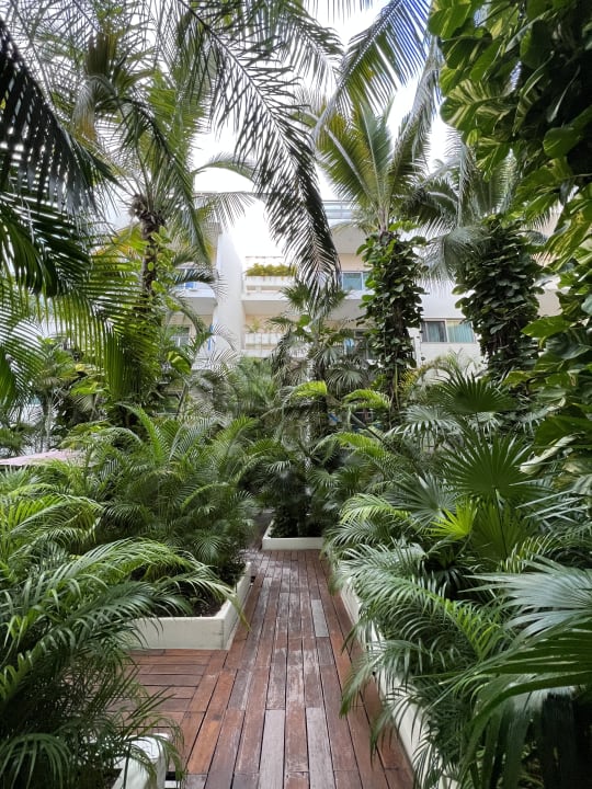 Gartenanlage Hotel The Palm at Playa